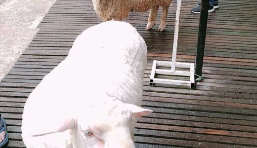 キャメロンハイランド｜Sheep Sanctuaryで羊と触れ合う＠Kea Farm