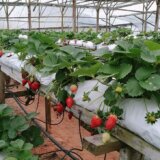 Cameron Highlands Raju's Strawberry Farm