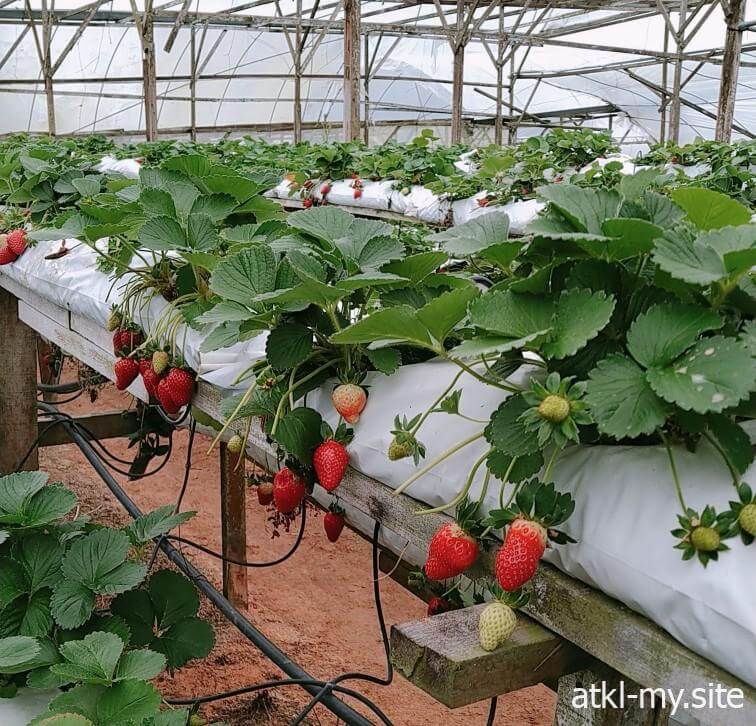 Cameron Highlands Raju's Strawberry Farm
